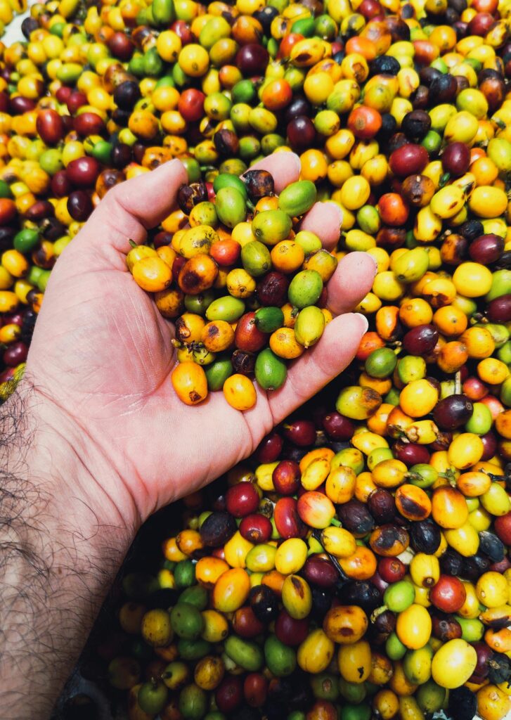 best coffee shop in hyderabad friends coffee bar raw coffee beans